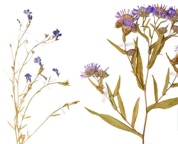 芳香藥草 插畫